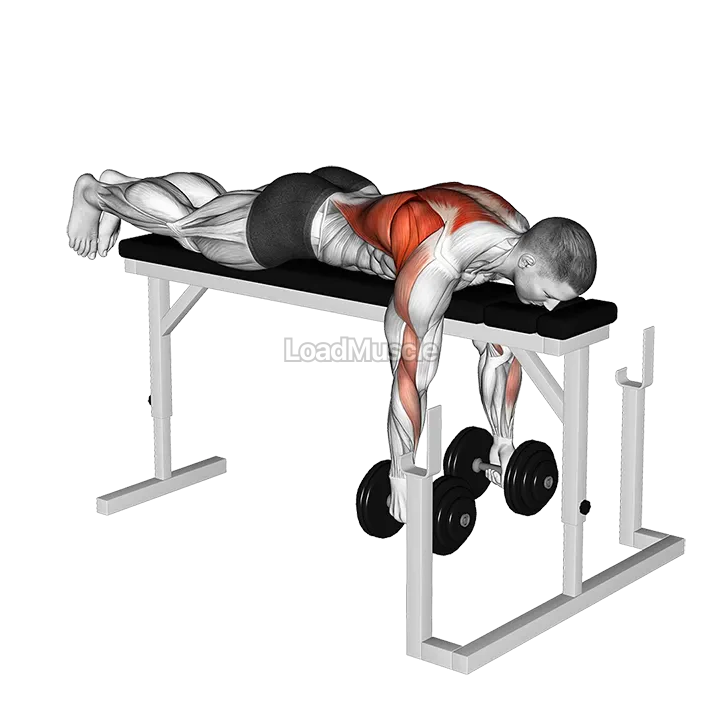 Dumbbell Lying Row on Rack demonstration