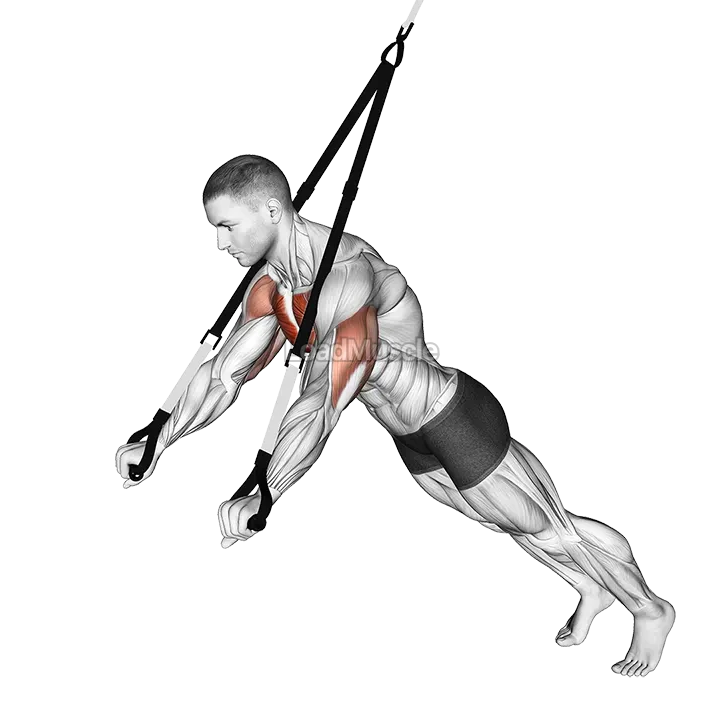 Suspension Chest Press demonstration