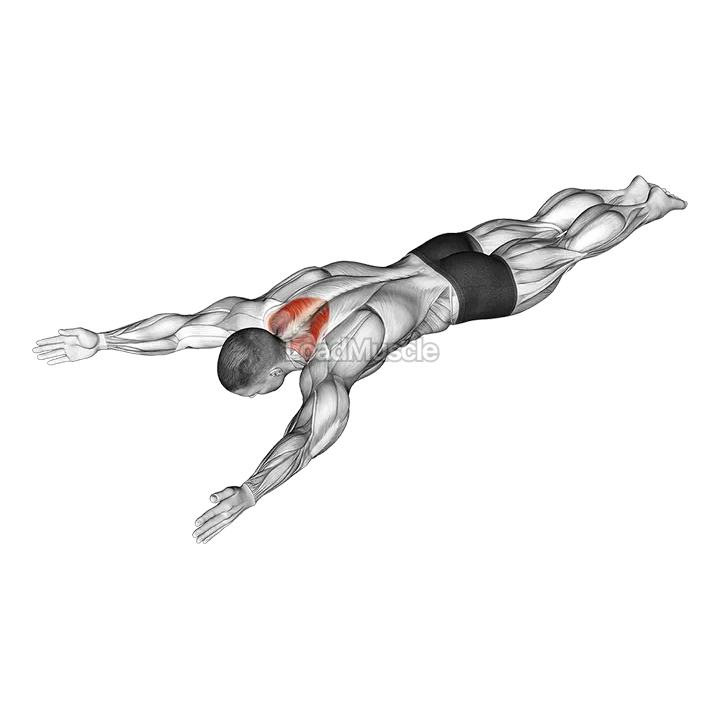 Bodyweight Lying Prone Ys demonstration