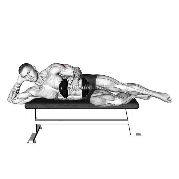 Dumbbell Side Lying External Rotation (on a bench) demonstration