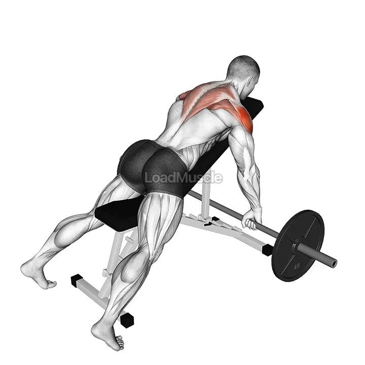 Barbell Incline Rear Delt Row demonstration