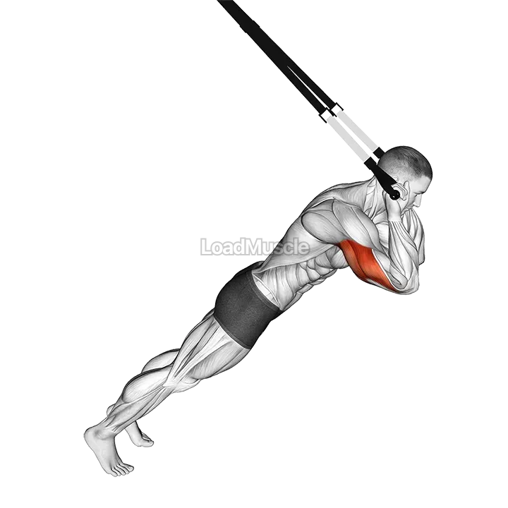 Suspension Triceps Extension demonstration