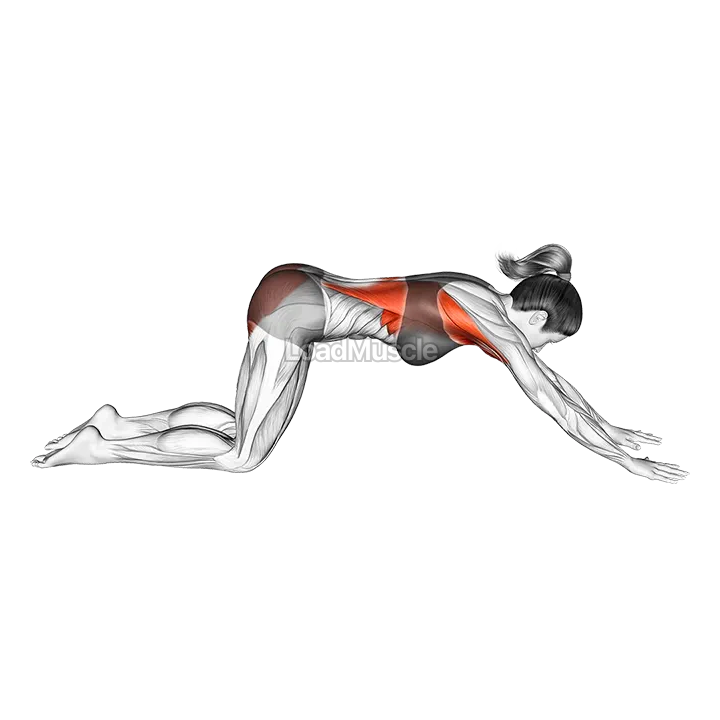 Puppy Pose demonstration