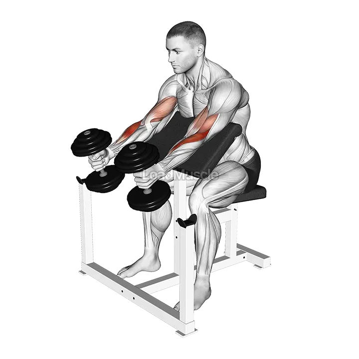 Dumbbell Hammer Preacher Curl demonstration