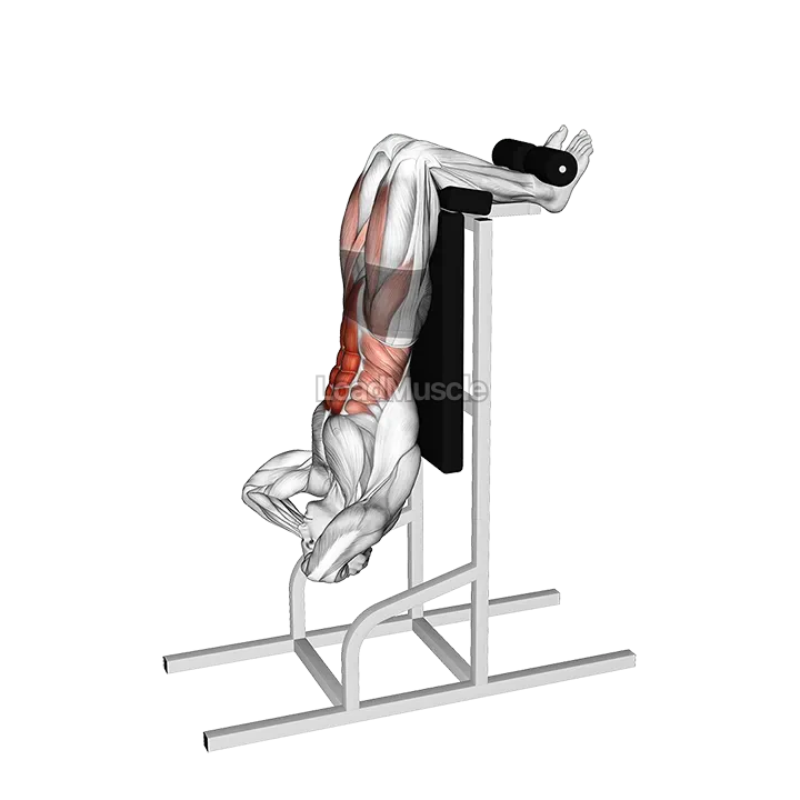 Vertical Sit-Up demonstration