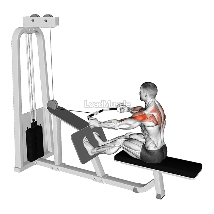 Cable Rear Delt Row (parallel bar) demonstration