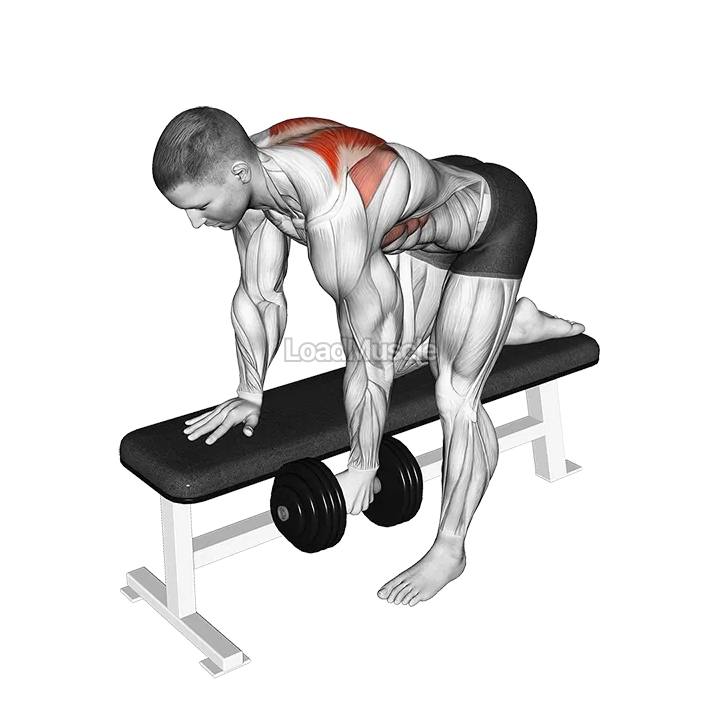 Dumbbell Bent-Over Scapula Row demonstration