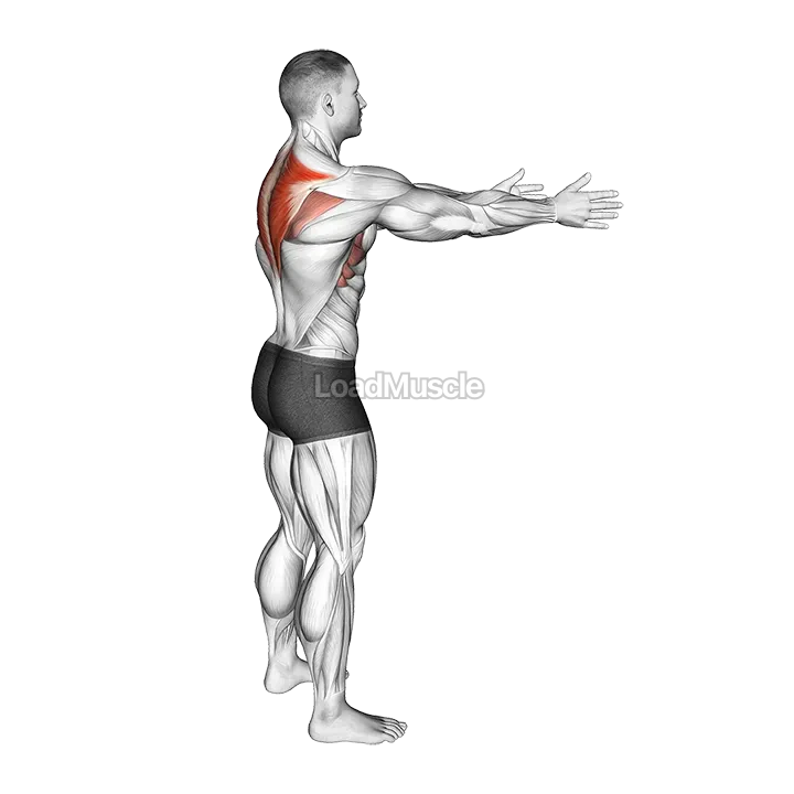 Bodyweight Standing Scapula Row demonstration