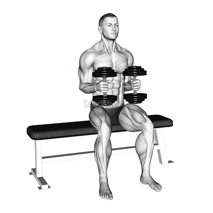 Dumbbell Seated External Rotation demonstration