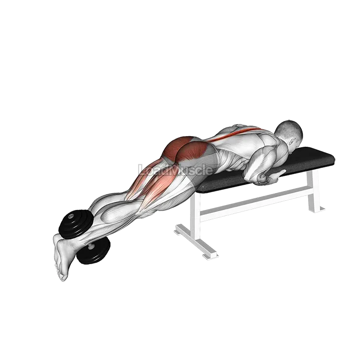 Dumbbell Reverse Hyperextension on Bench demonstration