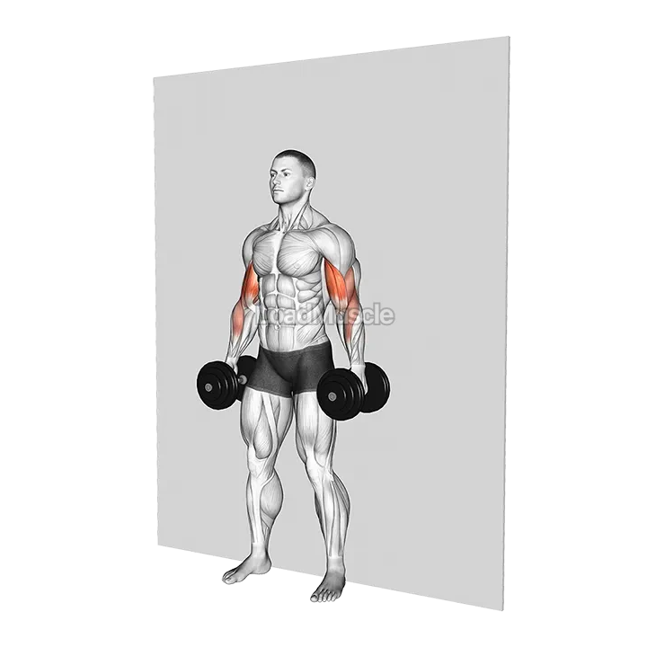 Dumbbell Alternate Hammer Srtict Curl demonstration