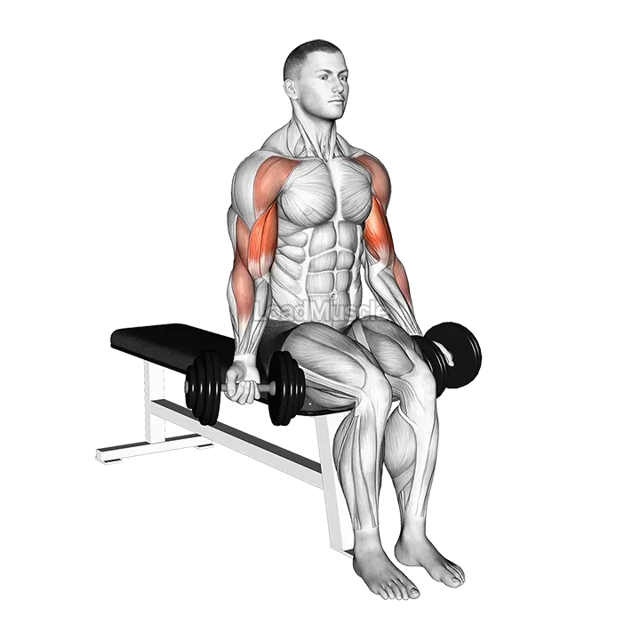 Dumbbell Seated Drag Curl demonstration