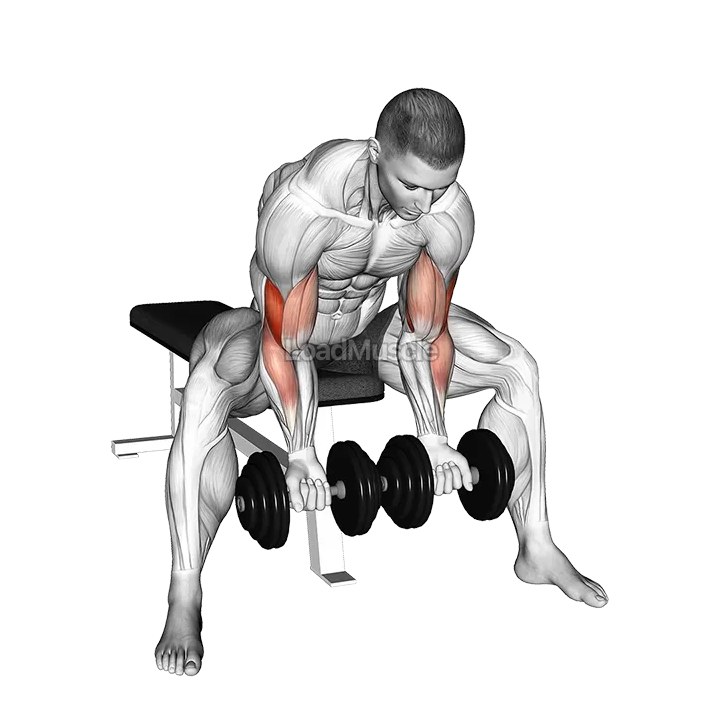 Dumbbell Seated Double Concentration Curl demonstration
