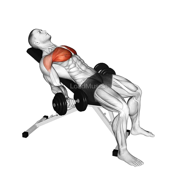 Dumbbell Incline Low Fly demonstration