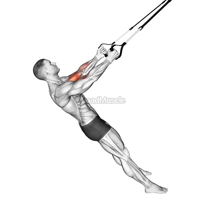 Suspender Biceps Curl demonstration