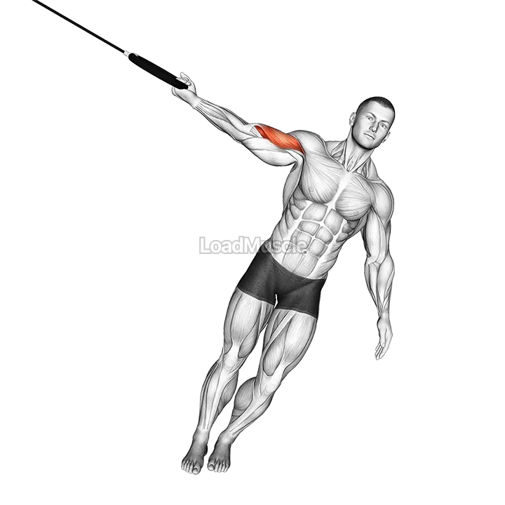 Ring One Arm Biceps Curl demonstration