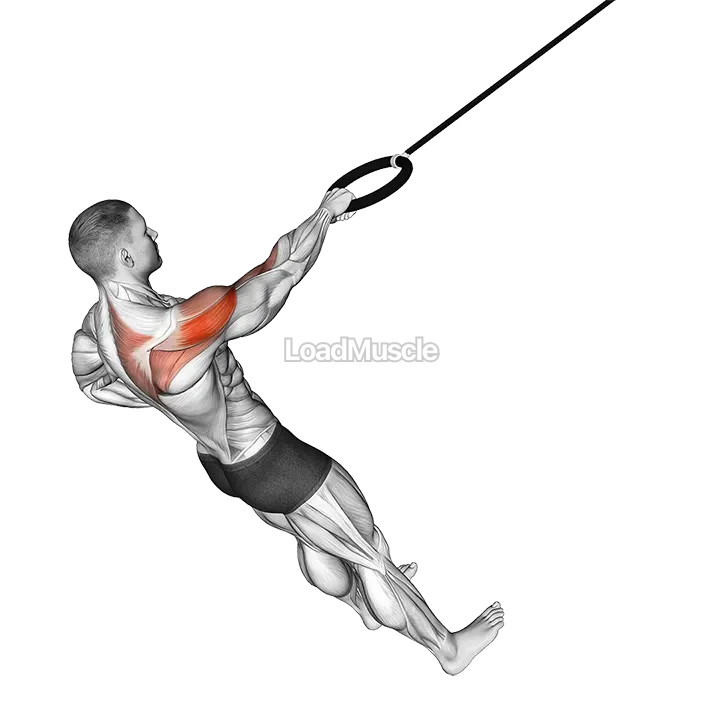 Ring Single Arm Rear Delt Row demonstration