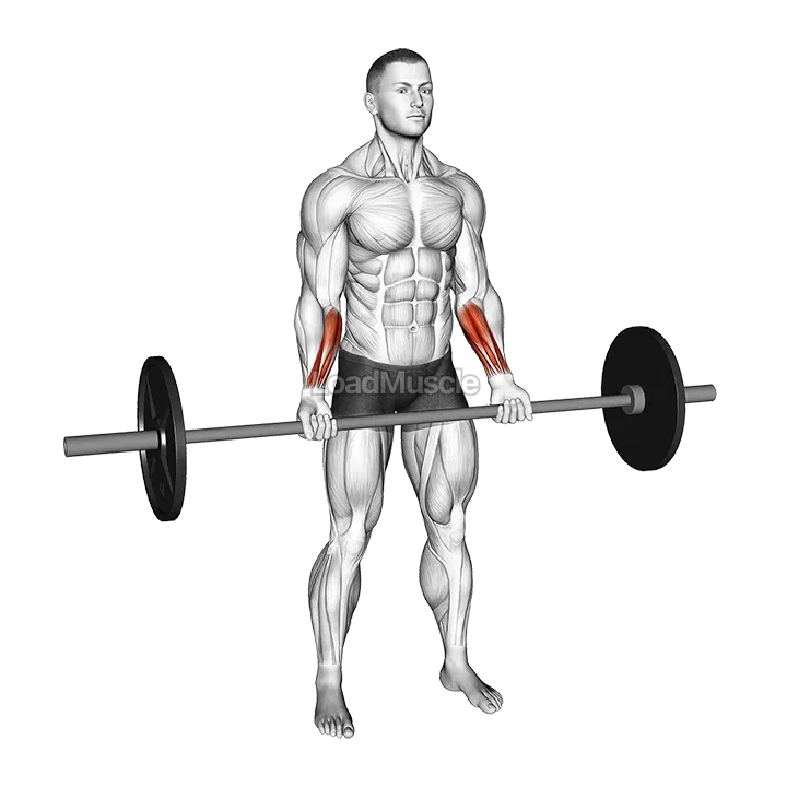 Barbell Standing Wrist Curl demonstration