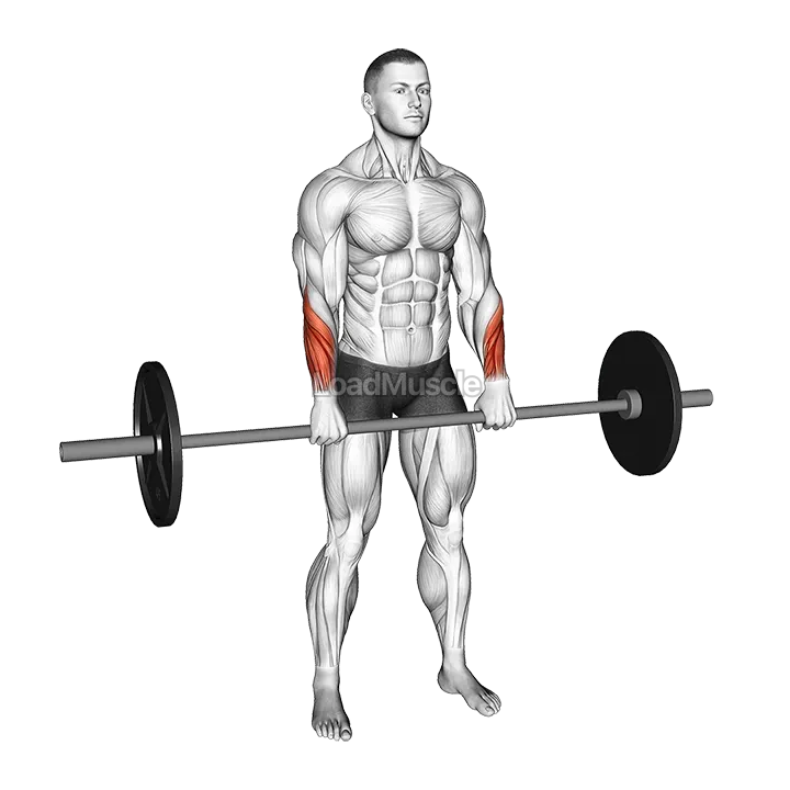 Barbell Standing Wrist Reverse Curl demonstration