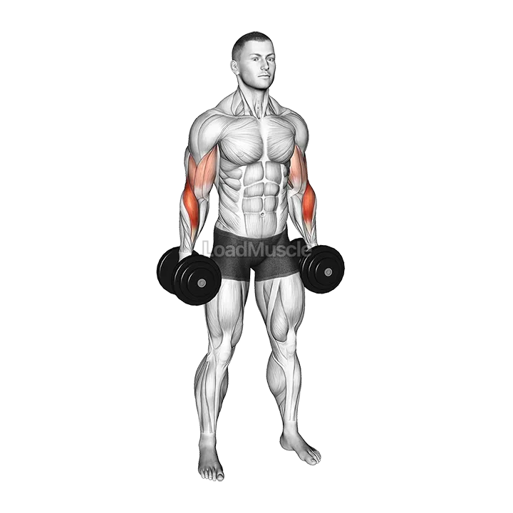 Dumbbell Standing Alternate Reverse Curl demonstration