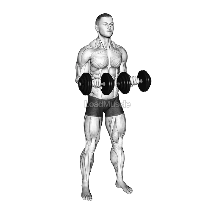 Dumbbell Standing Arms Rotate demonstration