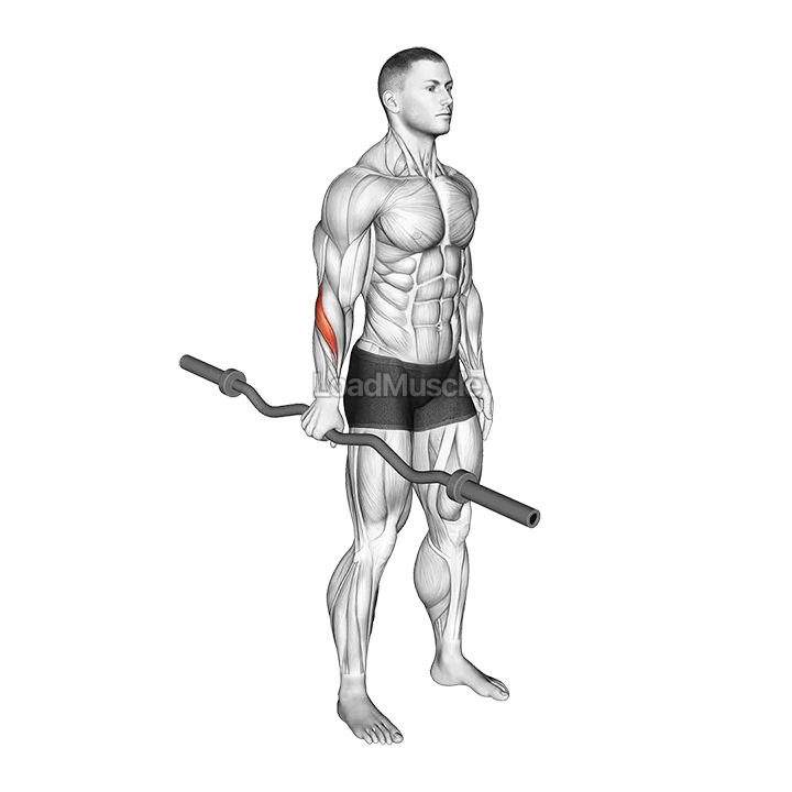 EZ Barbell Standing Single Arm Neutral Wrist Curl demonstration