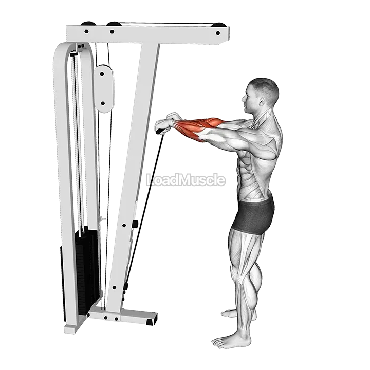 Cable Standing Wrist Roll demonstration