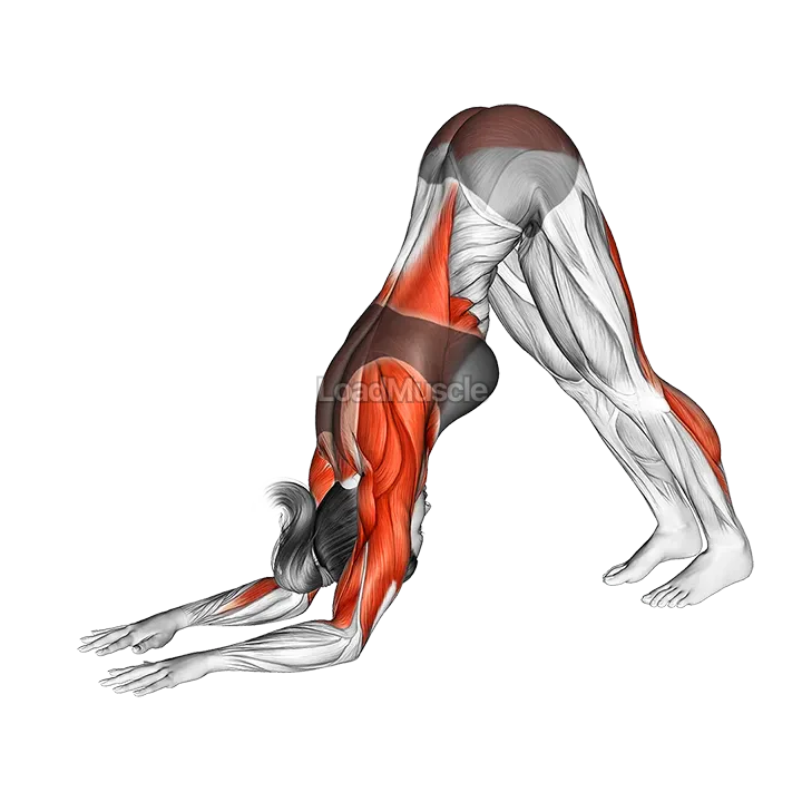 Dolphin Pose demonstration