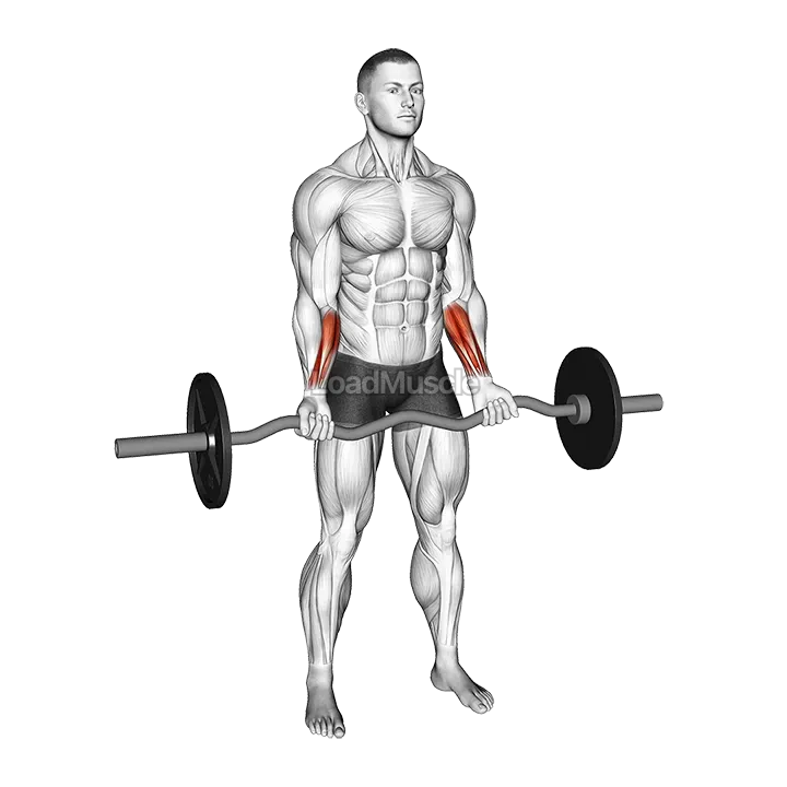 EZ Barbell Standing Wrist Curl demonstration