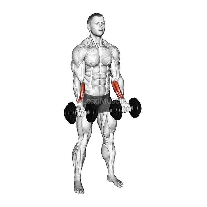 Dumbbell Standing Wrist Curl demonstration