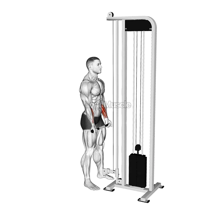 Cable Standing Wrist Curl demonstration