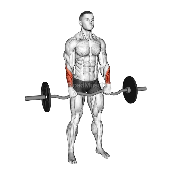 EZ Barbell Standing Wrist Reverse Curl demonstration