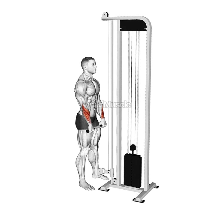 Cable Standing Wrist Reverse Curl demonstration