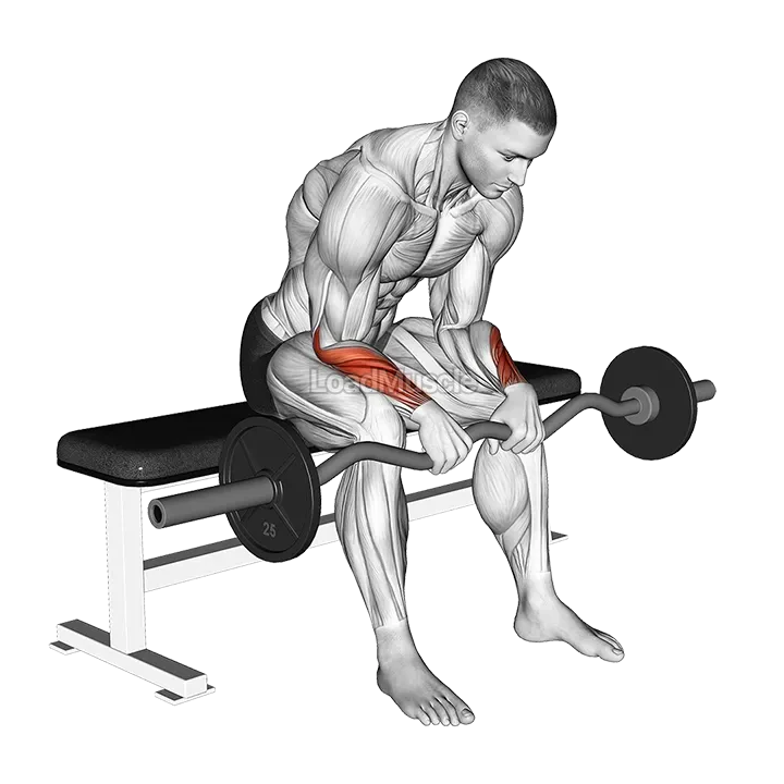 EZ Bar Seated Wrist Reverse Curl demonstration