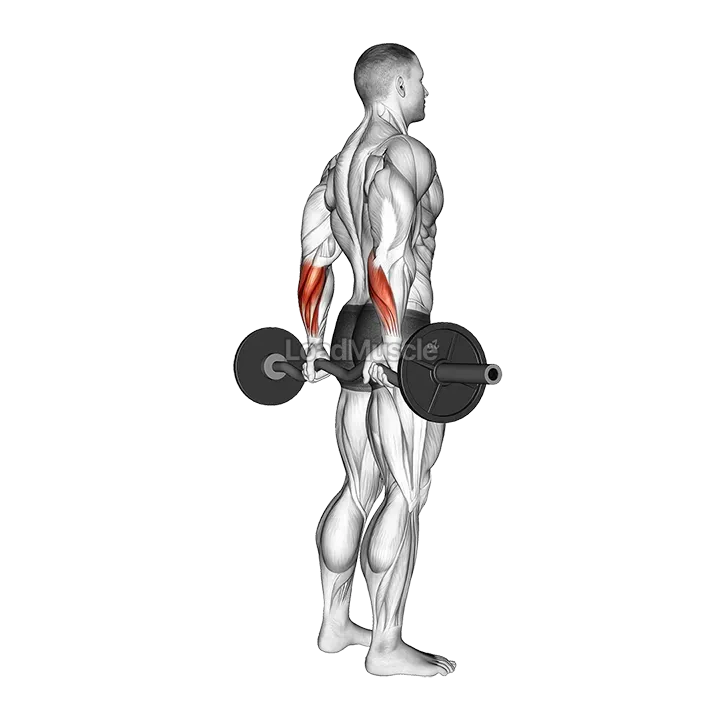 EZ Barbell Standing Back Wrist Curl demonstration