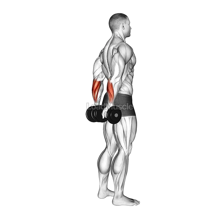 Dumbbell Standing Back Wrist Curl demonstration
