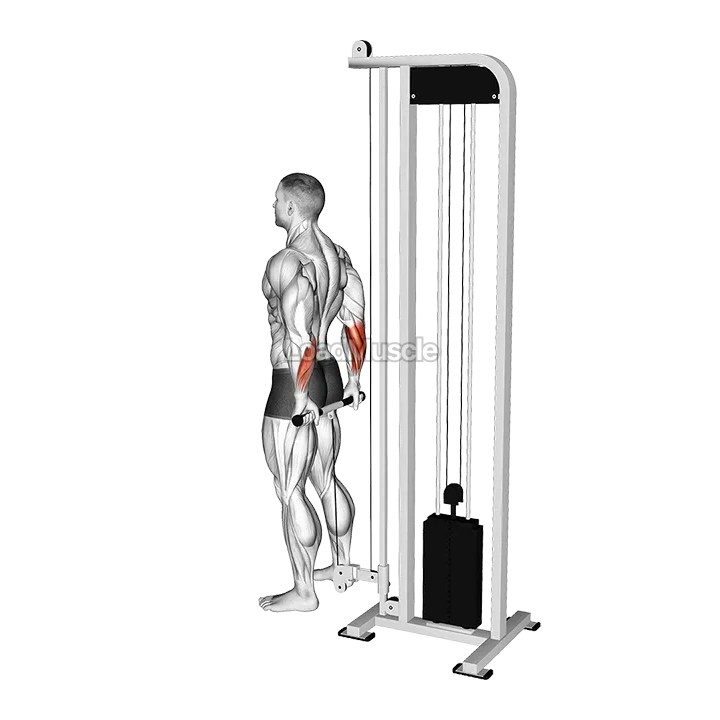 Cable Standing Back Wrist Curl demonstration