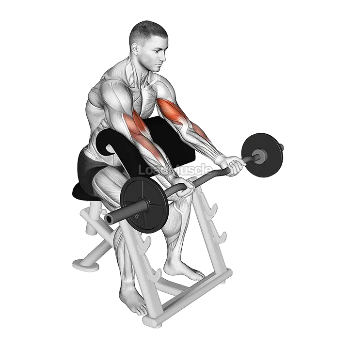 EZ Barbell Preacher Curl demonstration