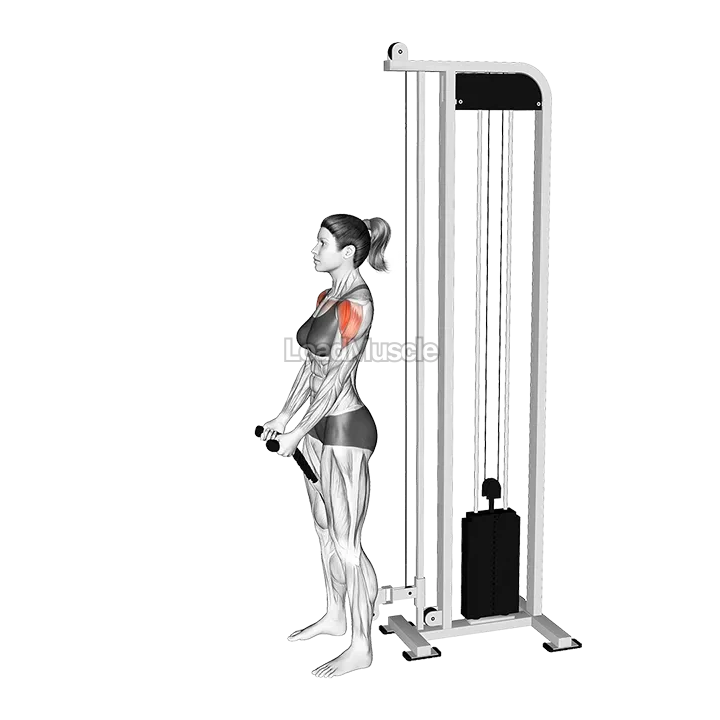 Cable Front Raise (rope attachment) demonstration