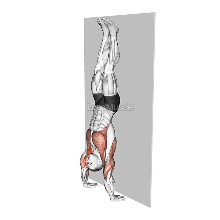 Handstand Hold on Wall demonstration