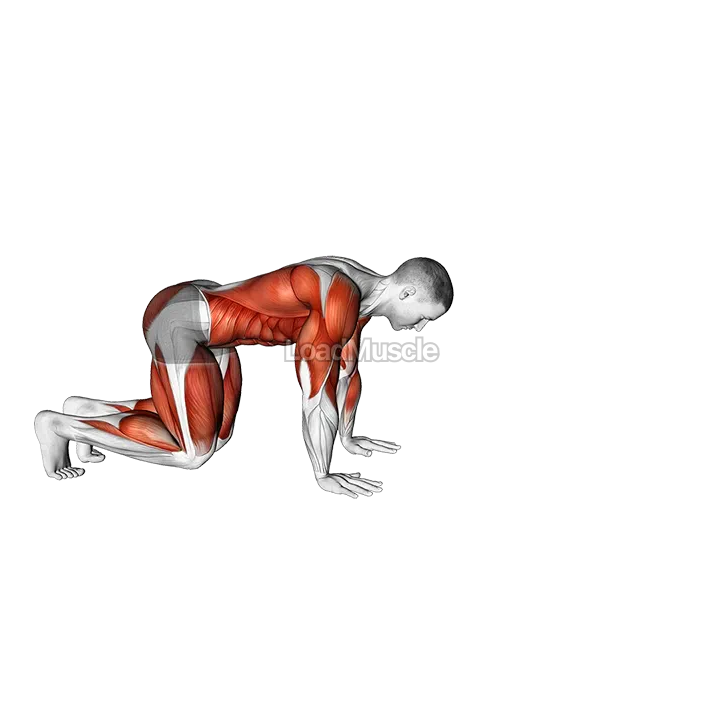 Bear Crawl (low hip) demonstration