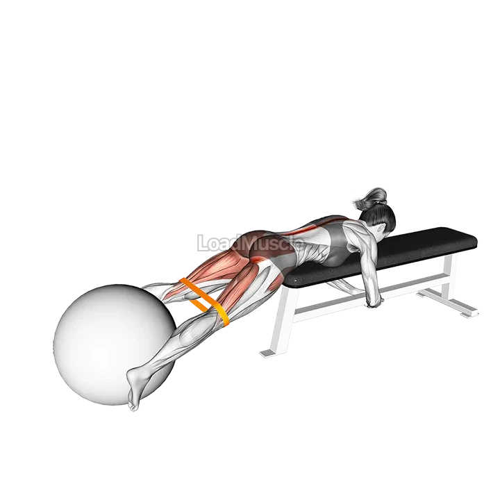 Resistance Band Reverse Hyper with Stability Ball on Flat Bench demonstration