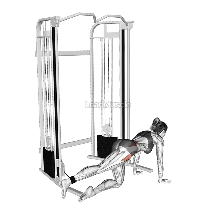Cable Kneeling Hip Abduction demonstration