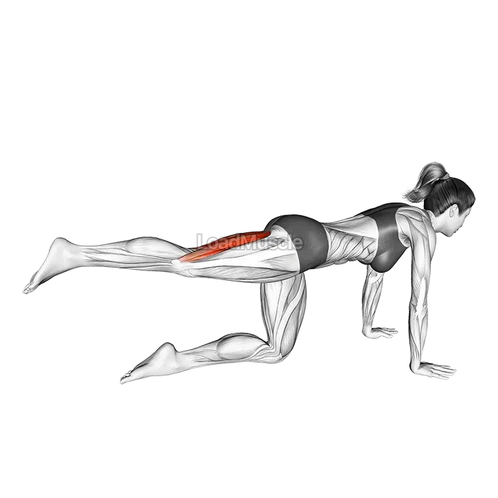 Kneeling Single Hamstring Curl demonstration