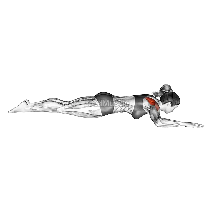 Bodyweight Lying Shoulder External Rotation demonstration