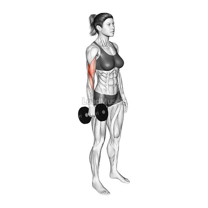 Dumbbell Standing Single Arm Biceps Curl demonstration