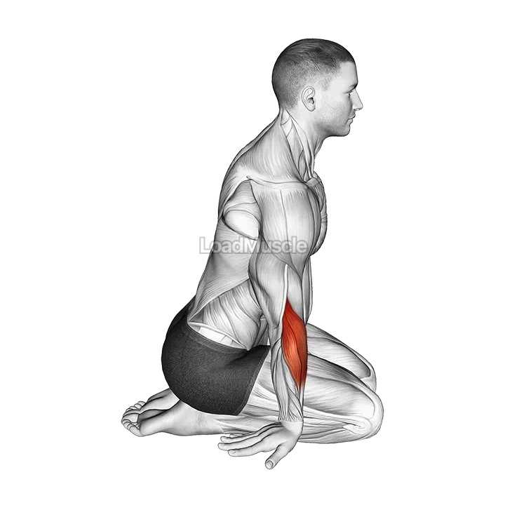 Seated Forearms Stretch demonstration