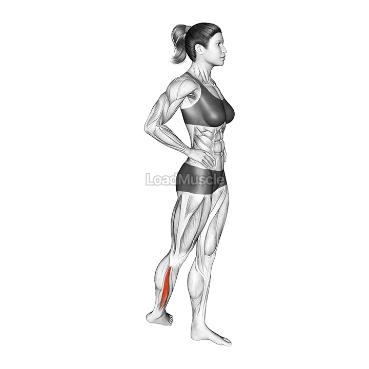 Standing Peroneus Muscles Stretch demonstration