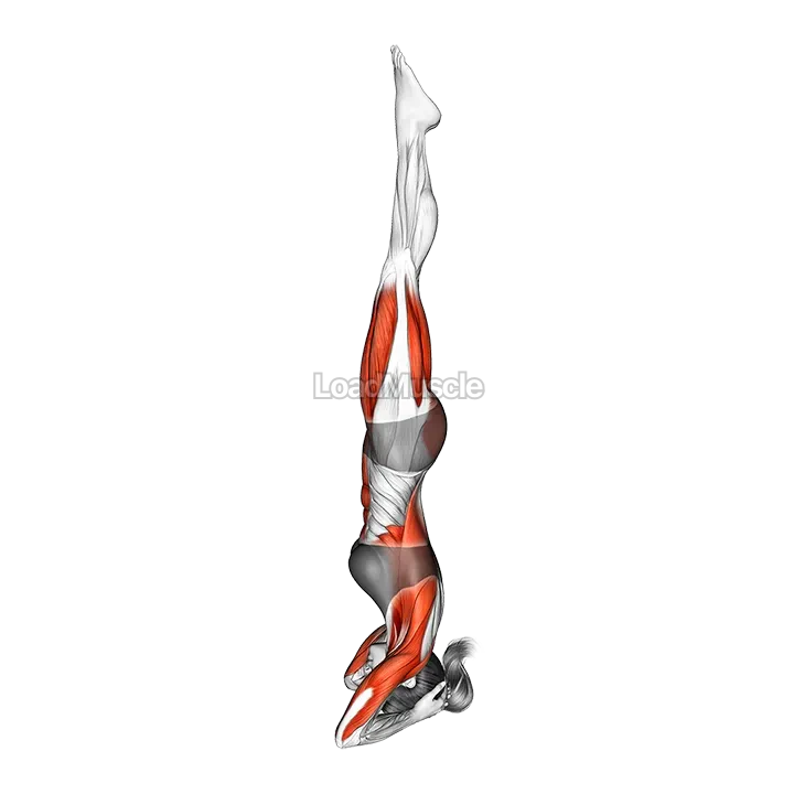 Supported Headstand Yoga Pose Sirsasana demonstration