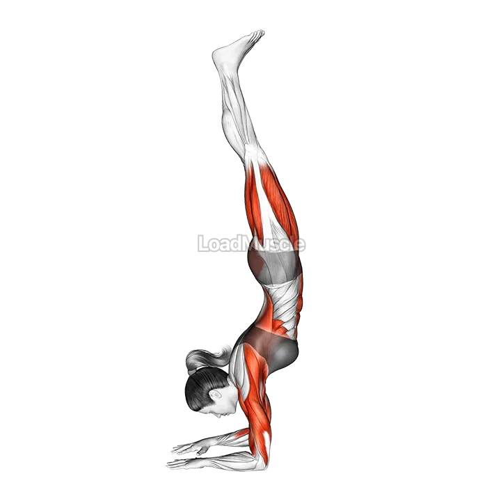 Forearms Stand Yoga Pose Pincha Mayurasana demonstration